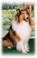 Recent Lassie pictures.