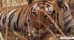 Tiger: Spy in the Jungle picture