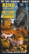 King of the Stallions - wallpapers.