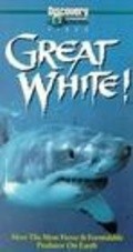 Great White - wallpapers.