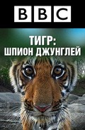 Tiger: Spy in the Jungle - wallpapers.