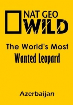The World's Most Wanted Leopard (Azerbaijan) - wallpapers.