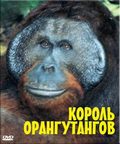 BBC: The Natural World. The Orangutan king - wallpapers.