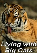 Living with Big Cats - wallpapers.