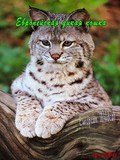 The Secret Life Of European Mammals: European Wildcat pictures.