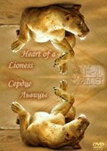 Heart of a Lioness - wallpapers.