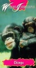 Chimps: So Like Us - wallpapers.